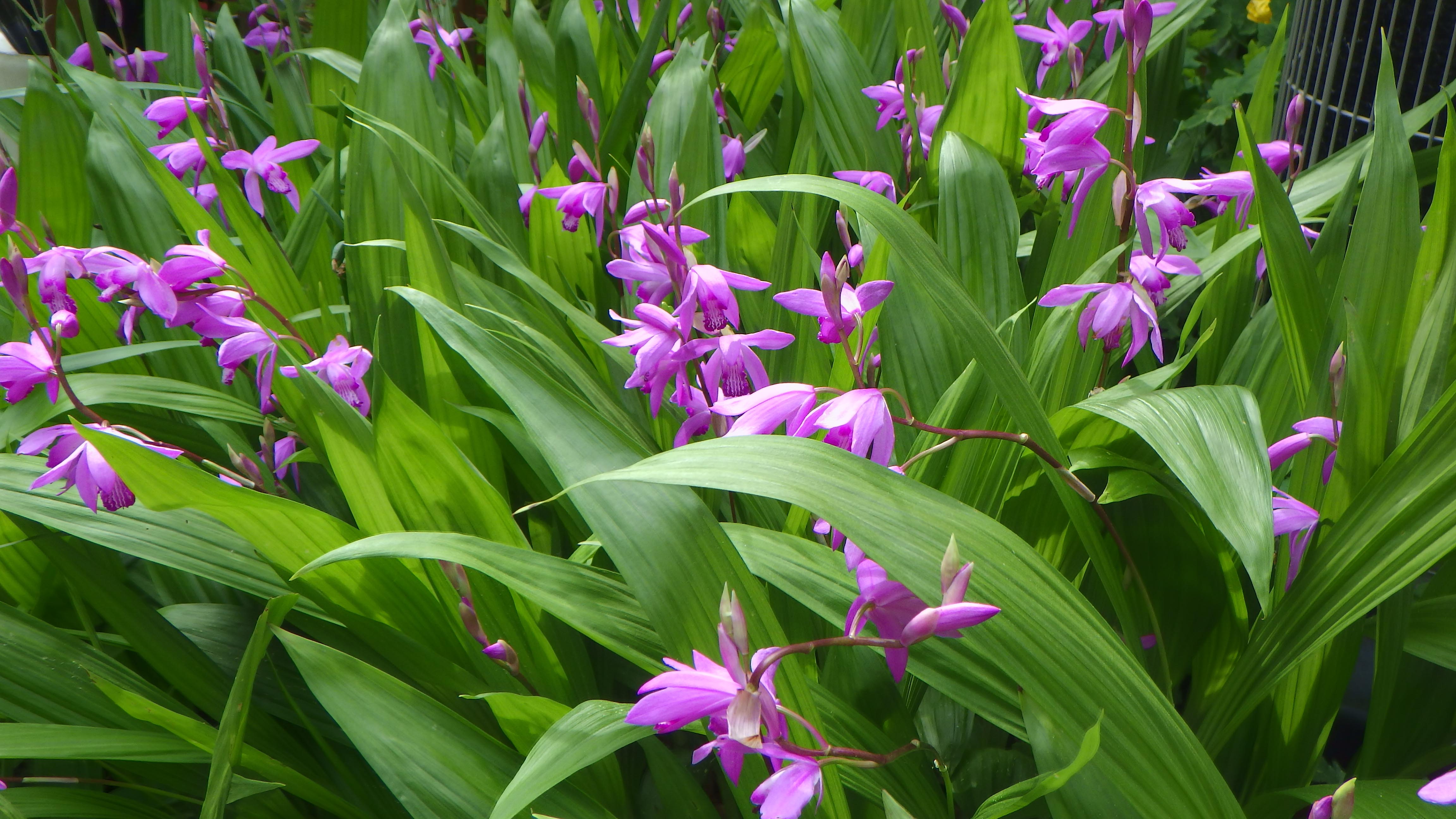Bletilla striata old patch